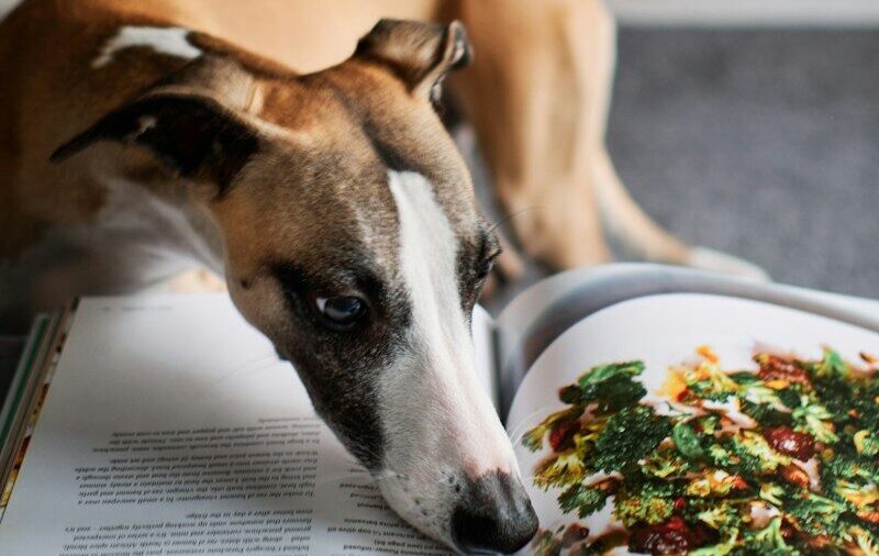 a brown and white dog laying on top of a book