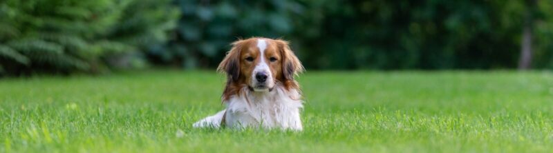 a dog lying in the grass