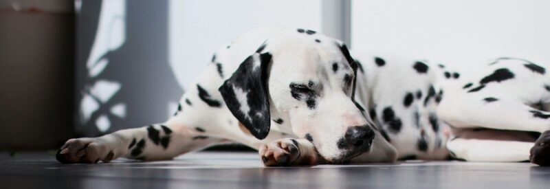 dalmatian dog lying on floor