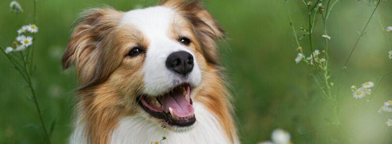 A brown and white dog standing in a field of flowers