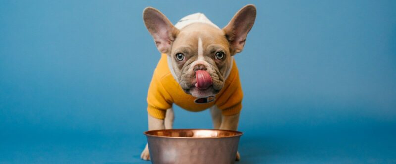 brown french bulldog in blue bucket