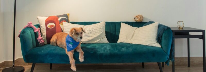 a dog wearing a vest sitting on a couch