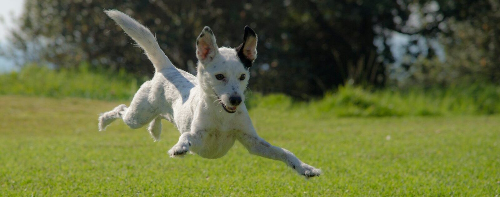 dog jumping on lawn during daytime