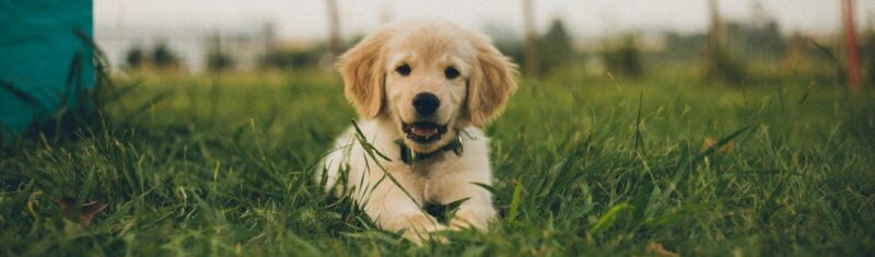 a puppy is sitting in the grass near a fence