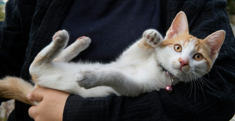 A person holds a playful orange and white kitten