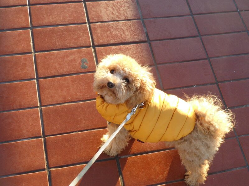 a small dog wearing a yellow coat on a leash