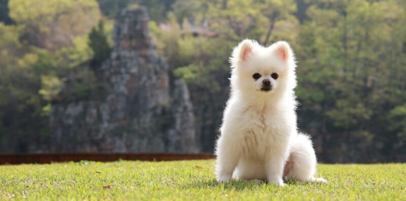A small white Pomeranian dog on a green lawn with a rocky cliff behind