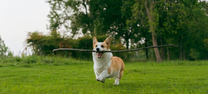 Corgi dog running with a stick in its mouth