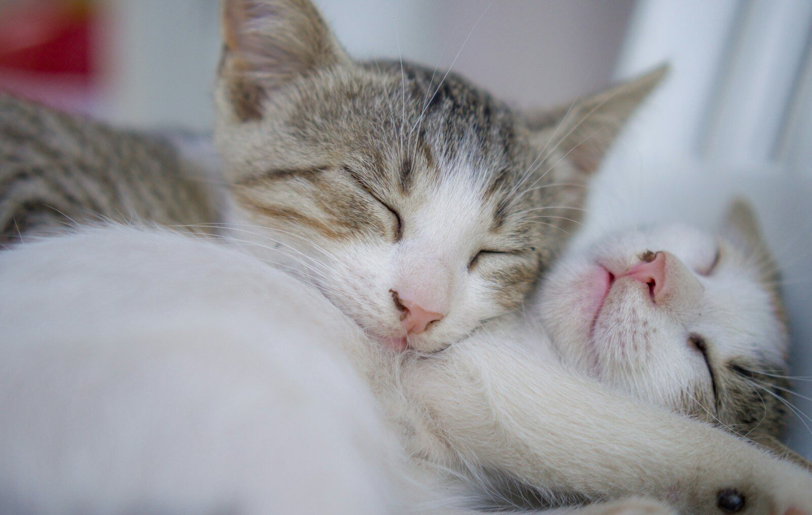 Two kittens sleeping soundly together
