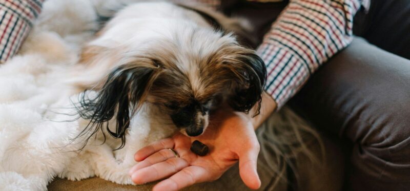 person holding white and brown long coated small dog