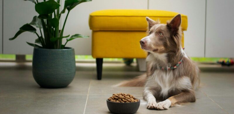 a brown and white dog sitting next to a bowl of food