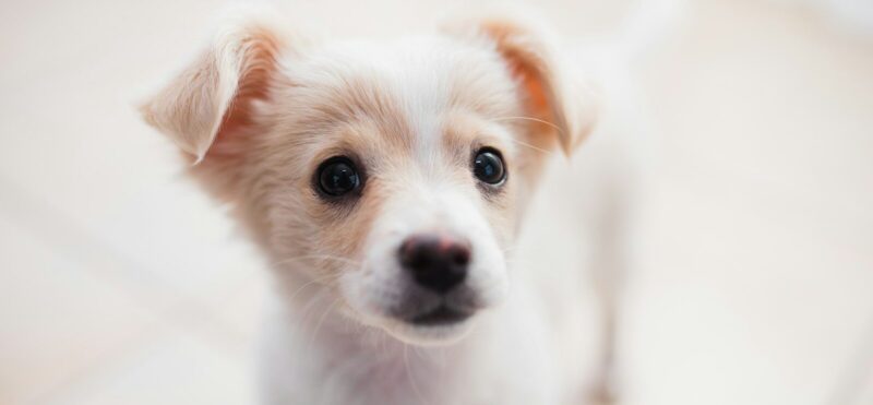 white and brown short coated puppy