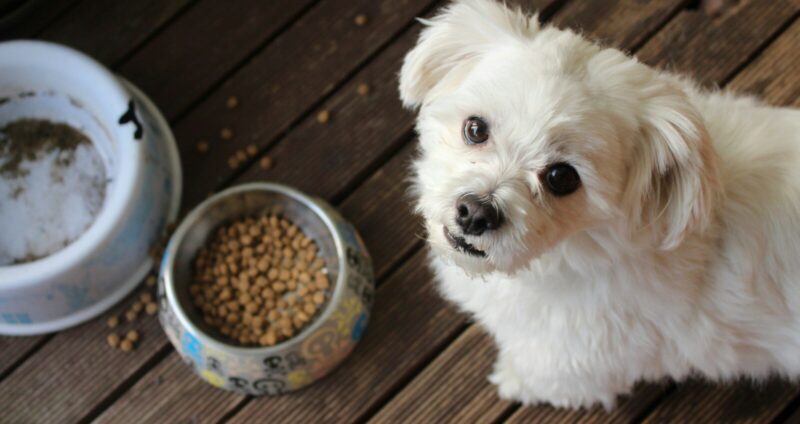 white long coat small dog on brown wooden floor