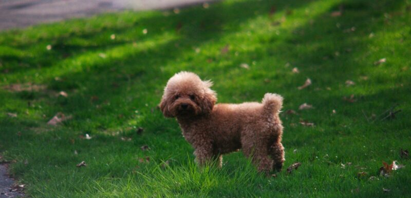 a brown dog standing on top of a lush green field