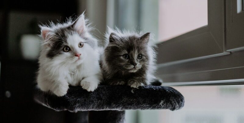 two kittens sitting on top of a cat tree