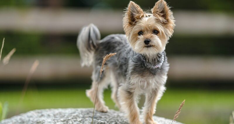 a dog carrying a stick