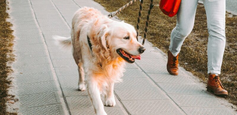 person walking beside Golden retriever on the street