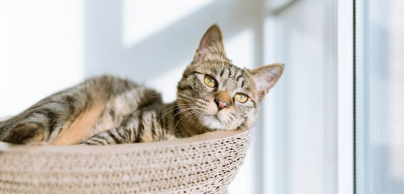 silver tabby cat on gray pillow beside clear glass window