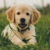 a puppy is sitting in the grass near a fence