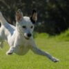 dog jumping on lawn during daytime